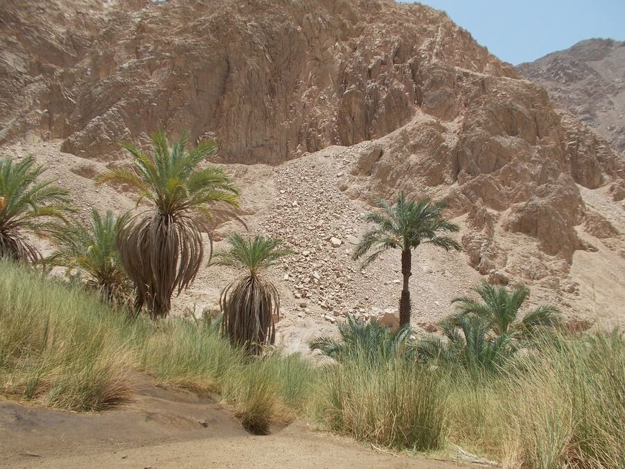Растительность Египта